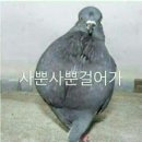 ZENITH(제니스) 이미지