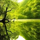 숲속의맑은향기 이미지