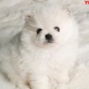 요미 펫택시 이미지