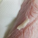 ●칠면조가슴살져키●거성푸드 주문후기, 강아지 수제간식