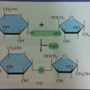 β-과당 구조식이 헷갈려요 이미지