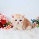 대구고양이분양 도로시펫 이미지