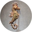 걸작 오페라 <푸치니> | 【해마】 오페라를 정리해 보다. 🎭