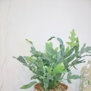 바다향기 블루 이미지