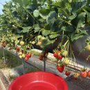 수지농장 | 딸기 왕맛있는 산청 철인농장 체험 후기🍓❤️