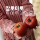 (주)우리유통 | 토마토야멜롱 찰토마토 5kg 후기, 아이와 토마토요리 소스 만들기