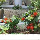 효준 농장 이미지