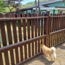 밸런스독 애견펜션 이미지