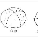 45회 5교시 감자심기에 대해서 이것저것 써 봅니다. 이미지