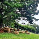 안내목장2 이미지