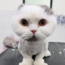 함께냥 대전점 이미지