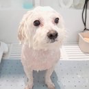 띵원 이미지