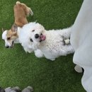 좋은소리유치원 | 대구 달서구애견유치원 추천ㅣ헬로우버디 대구달서점 체험 등원 후기ㅣ성향평가지 제공