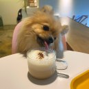 멍푸치노 이미지