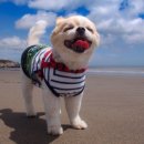 반려동물패션디자이너첫걸음 이미지