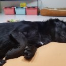 코~오 자자 이미지