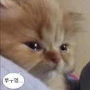 아지트카스킨