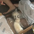 시드니 여행 기록 2탄 🐨🌱 [블루마운틴 투어, THEECA, 퀸 빅토리아 빌딩, 하이드파크, 휴버트]