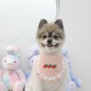 섬댕 강아지 미용실 이미지