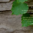 왕비디오 이미지