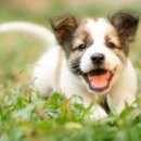 연수동물메디컬센터 이미지