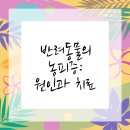 고양동물병원 | 고양시동물병원 농피증 대처법과 팁