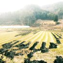 나주시문평면계로리보건진료소 | 전남 나주시 문평면 계로리(계로리 보건진료소부근 월계마을입구)농림지역 주말농장용 논 984제곱(294...