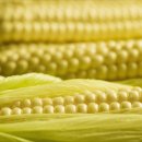 노란옥수수 이미지