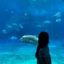 아메리칸 불리 하우스 | 일본 오키나와 4박 5일 자유여행 일정 추천 10월 11월 날씨 비행기표 항공권 렌트카 준비물