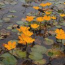 연못으로 이미지