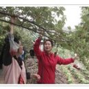 명지리앵두마을 이미지