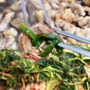 안양중앙시장 대구식당 후기 (막창구이 순대국 로컬 맛집) 가격 및 주차 정보