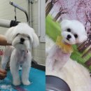 날다펫 이미지