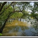 우포늪생태공원 이미지