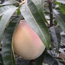 일영농장 이미지