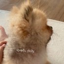 루루는포메 이미지