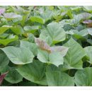 새순농장 이미지