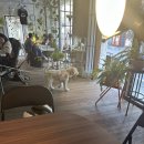 마을애견 이미지