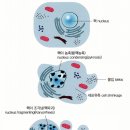 엄창섭 | 세포분열, 세포자멸사