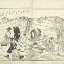 현안2부지_국제자매도시공원 | 한국 서울 에서는 4월 초순경부터 사쿠라가 피기 시작한다. 한강을 따라 1600그루 이상의 왕벚나무의...