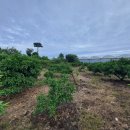 제주신공항부동산공인중개사사무소 이미지