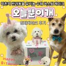 오늘뿐이개 이미지