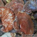 영지농산