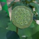 순천-67호 이미지