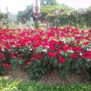 행복의아침 이미지