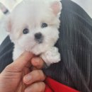 Mr.독 이미지