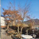 단풍도넛 | [철원카페]단풍도넛 카페 후기!