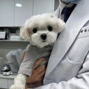 온정동물병원 이미지