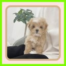 둔포애견 이미지