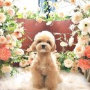 학현4길 | 포토존, 실크플라워 공간연출, 플라워 디렉팅, 애견카페 포토존 시공후기와 작업 꿀팁을 알려드릴게요!